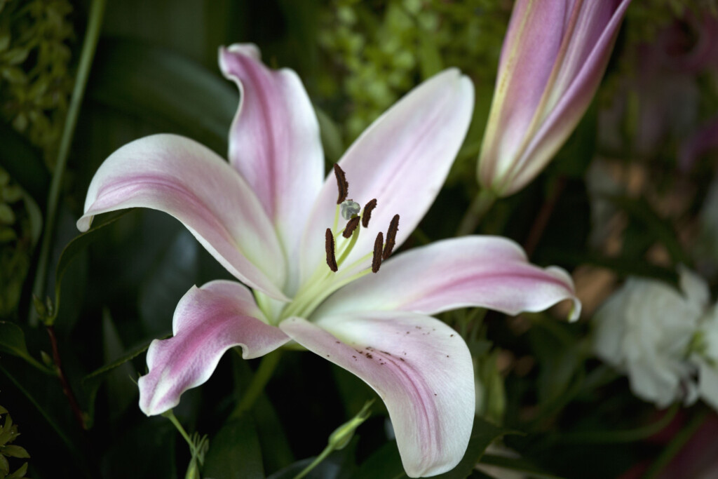 14 Stunning Lily Varieties To Plant