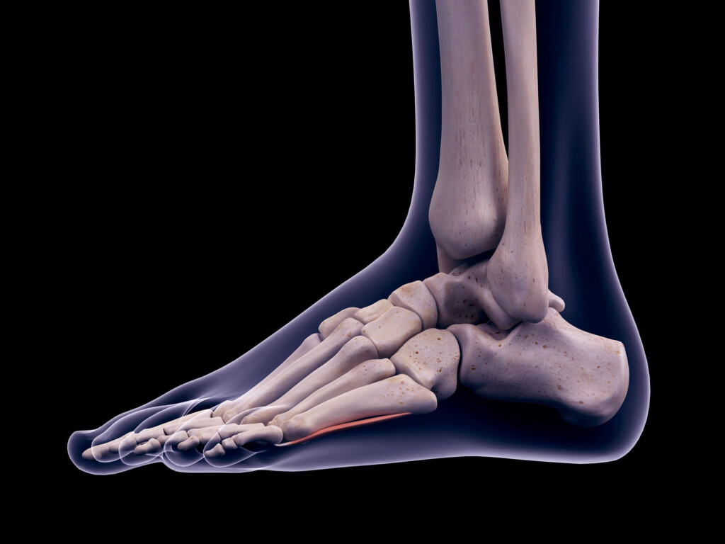 Anatomy And Physiology Of The Ankle For Sports Medicine