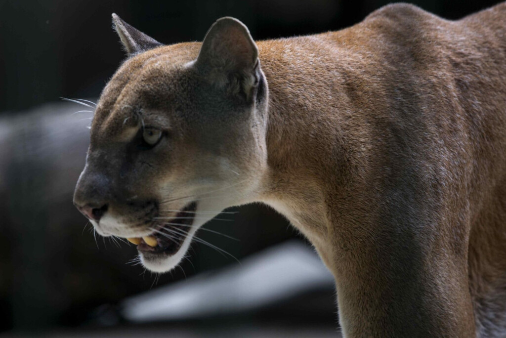 Atrapan A Un Puma En Santiago De Chile Y Buscan M s Ejemplares EFEverde