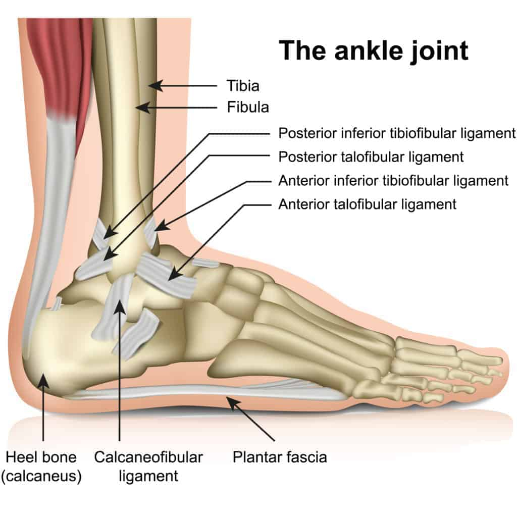 Basics Of Anatomy Ankle Joint Moushu 39 s Pilates