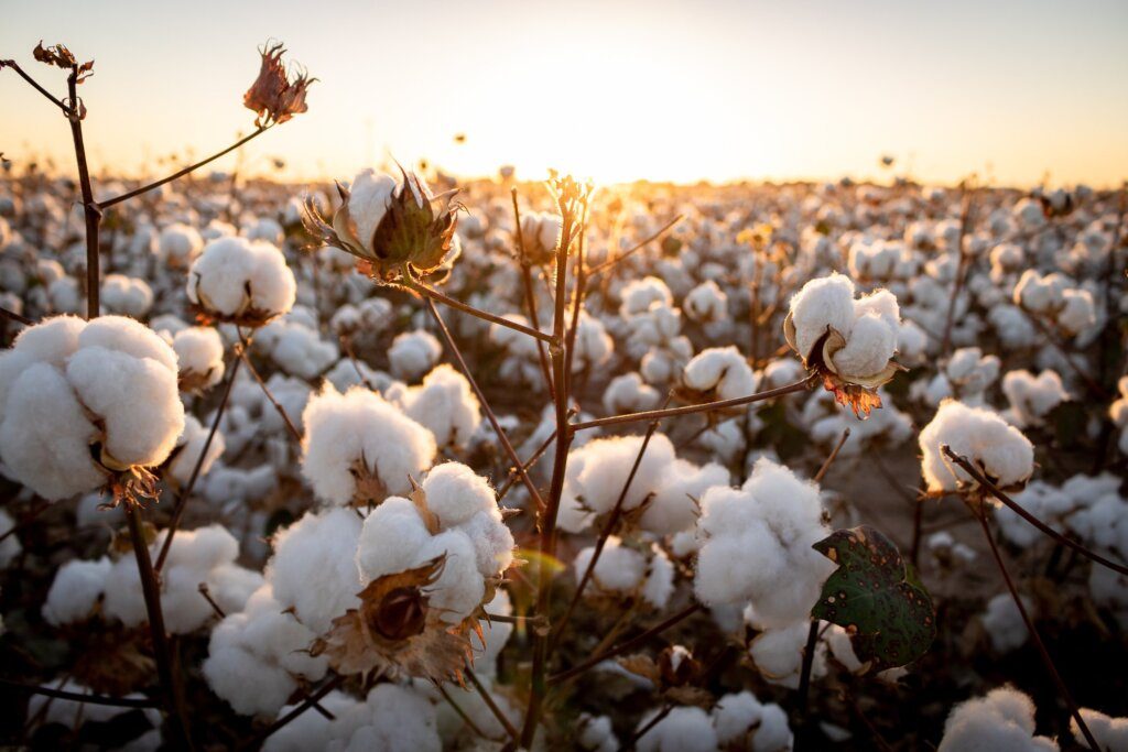 Biological Source Of Cotton Growth And Cultivation