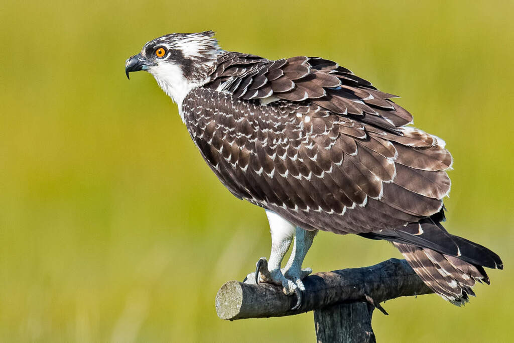 Bird Of The Week Osprey Travis Audubon