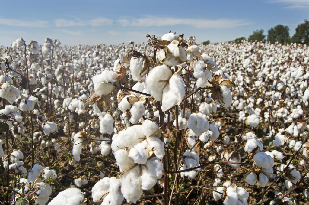 Cotton Better Cotton Initiative bci 