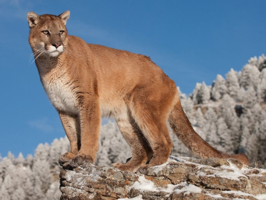 El Puma Mexicano Un Felino Presente En Todo El Pa s M xico Desconocido