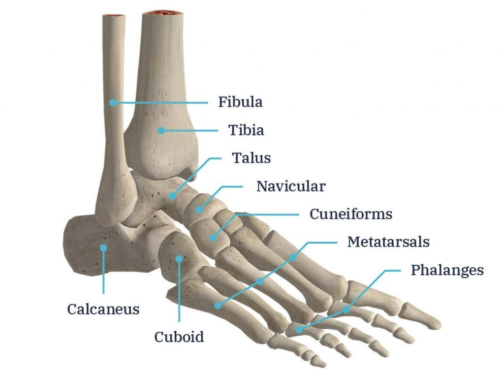 Foot And Ankle Anatomy Explained By Surgeon Andy Hughes