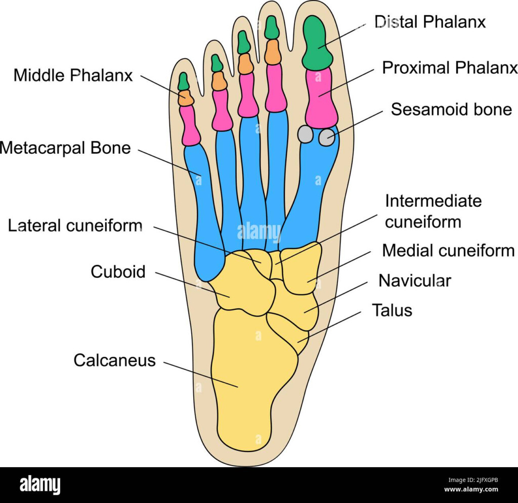 Human Foot Bones Anatomy With Descriptions Educational Diagram Of 