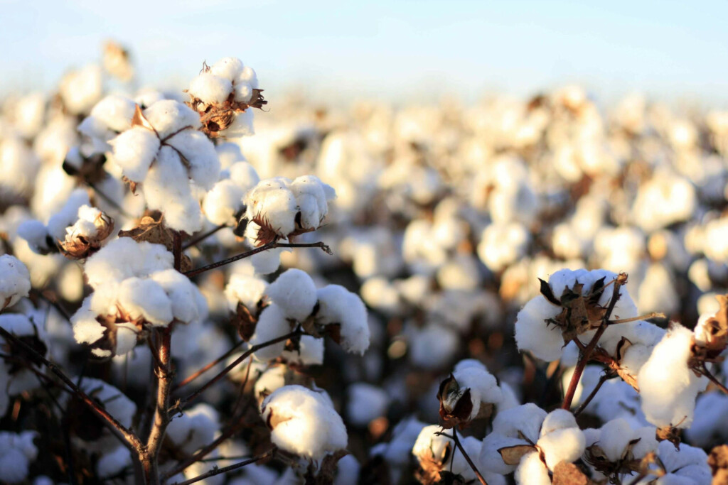 Know Your Basics Cotton Impakter