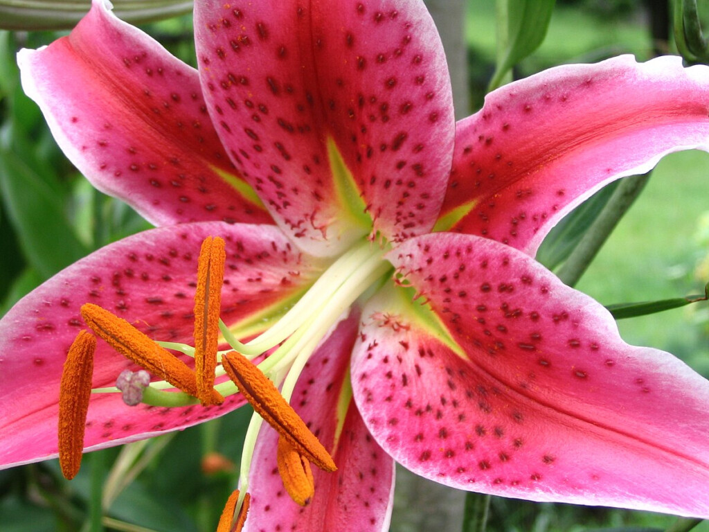Lilium 39 Stargazer 39 Wikipedia
