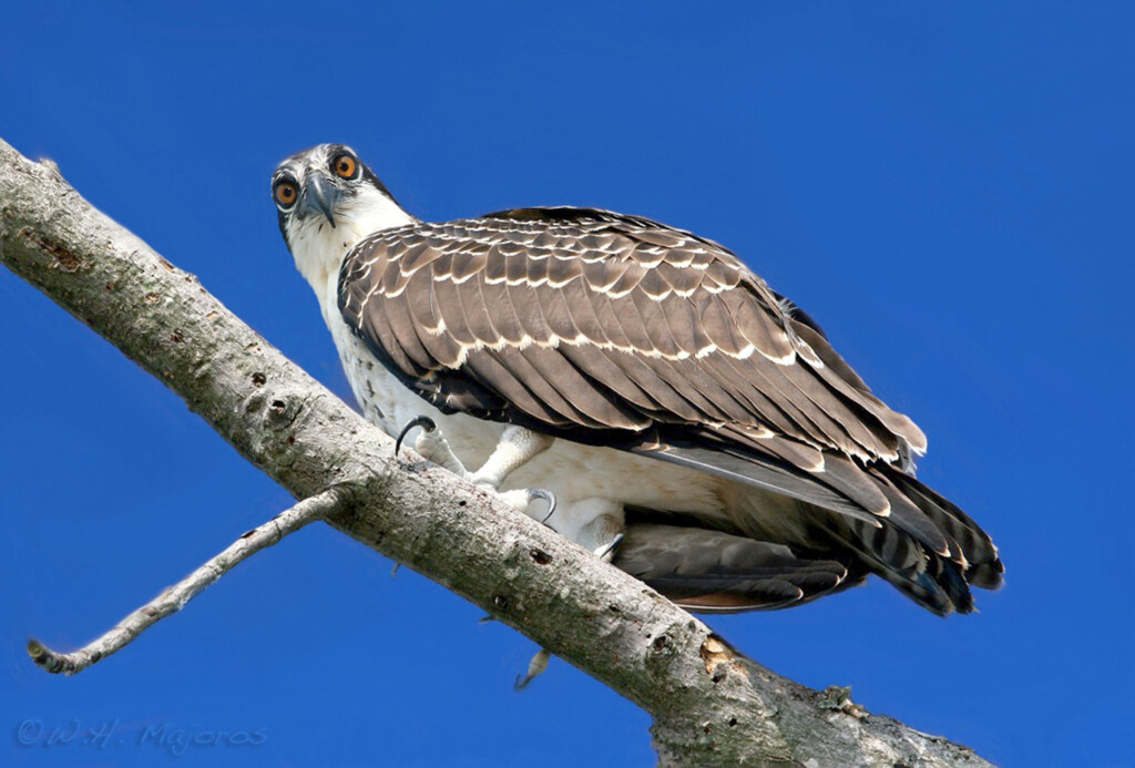 Osprey Audubon Field Guide