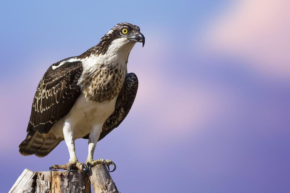 Osprey Fact Information Guide American Oceans