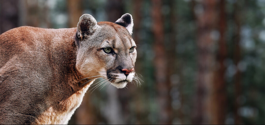 What 39 s The Difference Between Cougar Puma Mountain Lion